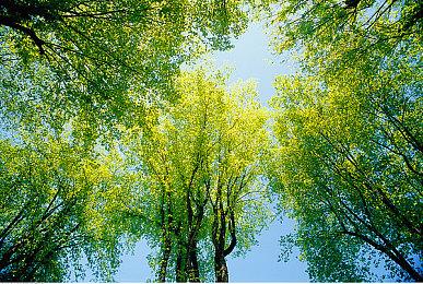 真人剧播出后 《辐射避难所》日收入飙升至8万美元